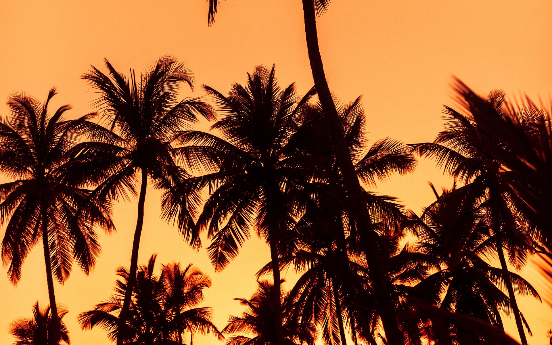 Download wallpaper 1920x1200 palms, sunset, trees, leaves, silhouettes ...