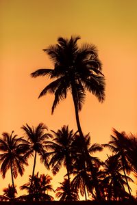 Preview wallpaper palms, sunset, trees, leaves, silhouettes