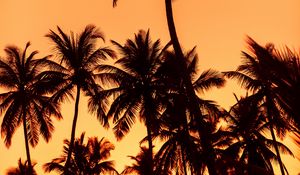 Preview wallpaper palms, sunset, trees, leaves, silhouettes