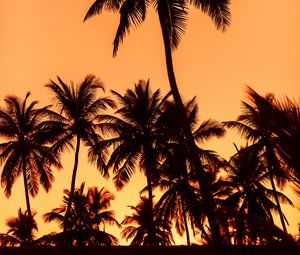 Preview wallpaper palms, sunset, trees, leaves, silhouettes