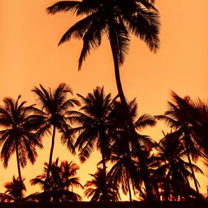 Preview wallpaper palms, sunset, trees, leaves, silhouettes