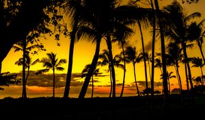 Preview wallpaper palms, sunset, tropics, shore, dark