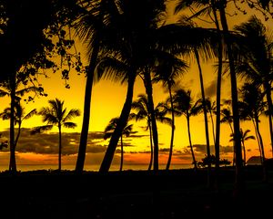 Preview wallpaper palms, sunset, tropics, shore, dark