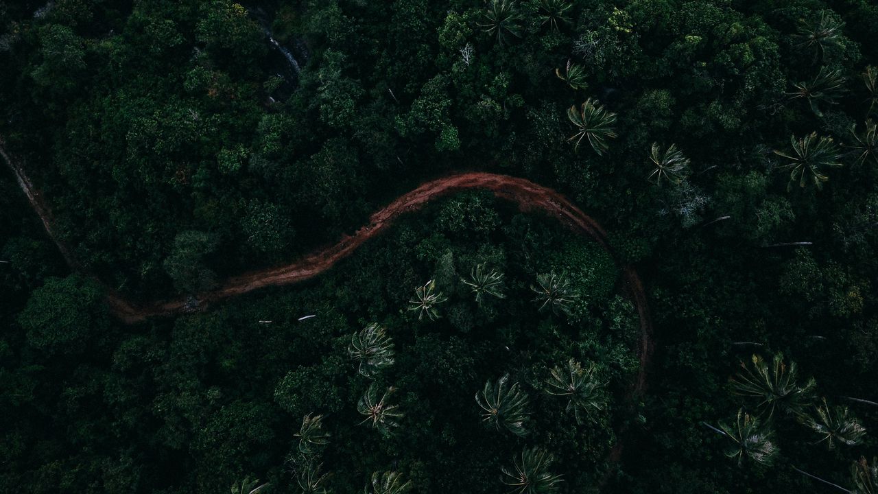 Wallpaper palms, top view, road, green