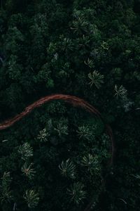 Preview wallpaper palms, top view, road, green