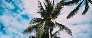 Preview wallpaper palms, tree, leaves, sky