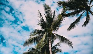 Preview wallpaper palms, tree, leaves, sky