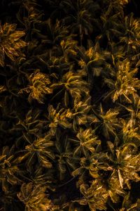 Preview wallpaper palms, trees, aerial view, tropics