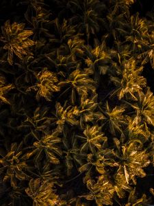 Preview wallpaper palms, trees, aerial view, tropics