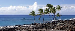 Preview wallpaper palms, trees, beach, sea, landscape