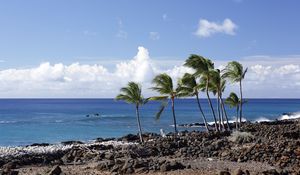 Preview wallpaper palms, trees, beach, sea, landscape