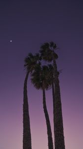Preview wallpaper palms, trees, bottom view, evening, moon