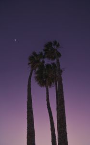 Preview wallpaper palms, trees, bottom view, evening, moon