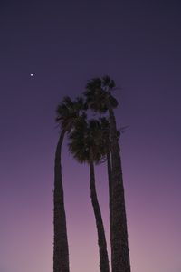 Preview wallpaper palms, trees, bottom view, evening, moon