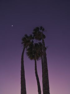 Preview wallpaper palms, trees, bottom view, evening, moon