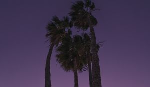Preview wallpaper palms, trees, bottom view, evening, moon