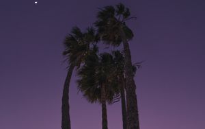 Preview wallpaper palms, trees, bottom view, evening, moon