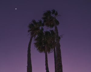 Preview wallpaper palms, trees, bottom view, evening, moon