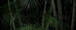 Preview wallpaper palms, trees, branches, plants, green