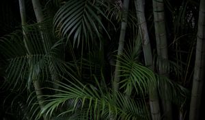 Preview wallpaper palms, trees, branches, plants, green