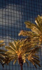 Preview wallpaper palms, trees, building, architecture