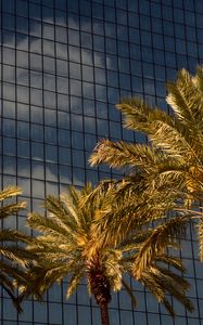 Preview wallpaper palms, trees, building, architecture