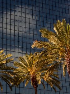 Preview wallpaper palms, trees, building, architecture