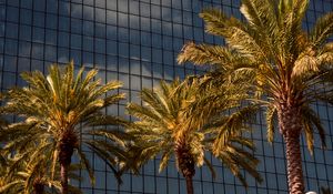 Preview wallpaper palms, trees, building, architecture