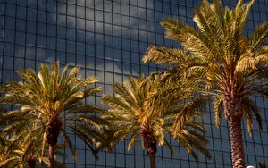 Preview wallpaper palms, trees, building, architecture