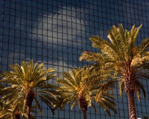 Preview wallpaper palms, trees, building, architecture