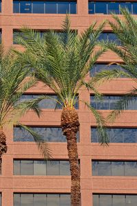 Preview wallpaper palms, trees, building, facade