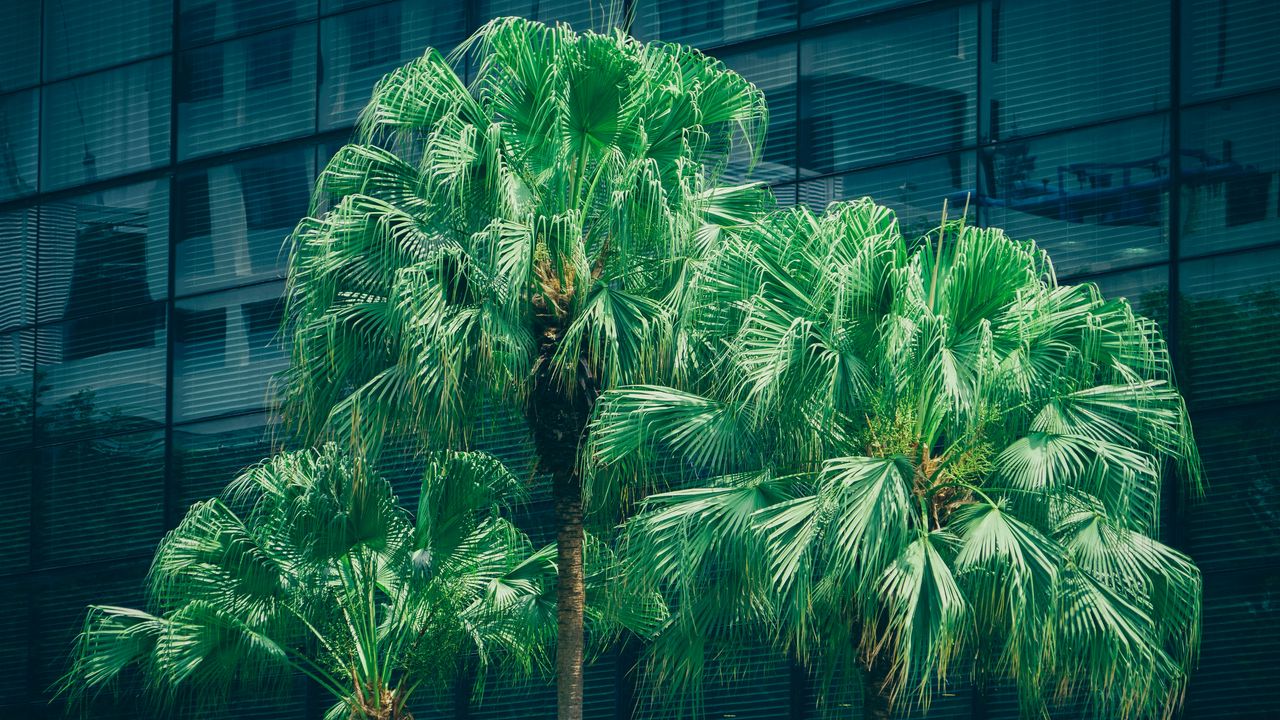 Wallpaper palms, trees, foliage