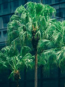 Preview wallpaper palms, trees, foliage