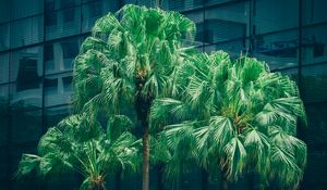 Preview wallpaper palms, trees, foliage