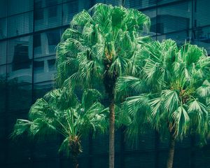 Preview wallpaper palms, trees, foliage