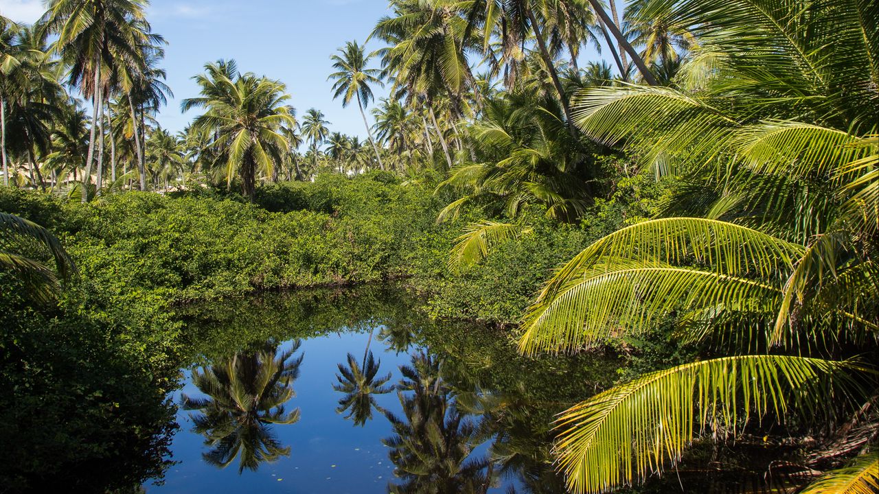 Wallpaper palms, trees, lake, tropics