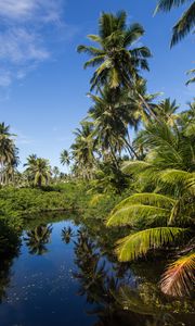 Preview wallpaper palms, trees, lake, tropics