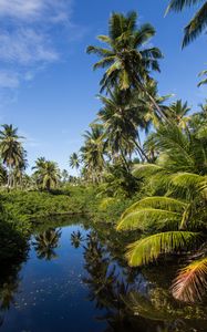 Preview wallpaper palms, trees, lake, tropics