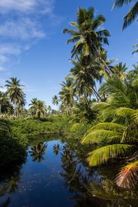 Preview wallpaper palms, trees, lake, tropics