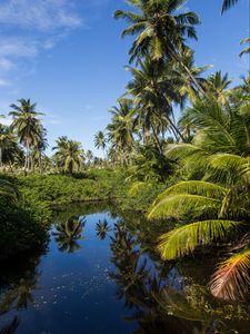 Preview wallpaper palms, trees, lake, tropics