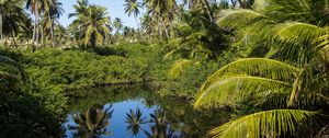 Preview wallpaper palms, trees, lake, tropics