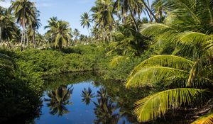 Preview wallpaper palms, trees, lake, tropics