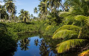 Preview wallpaper palms, trees, lake, tropics