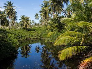 Preview wallpaper palms, trees, lake, tropics