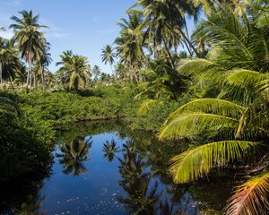 Preview wallpaper palms, trees, lake, tropics