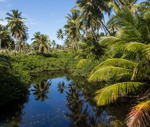 Preview wallpaper palms, trees, lake, tropics