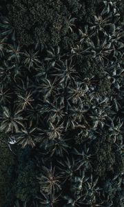 Preview wallpaper palms, trees, leaves, aerial view