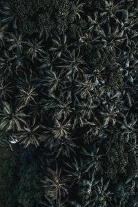 Preview wallpaper palms, trees, leaves, aerial view