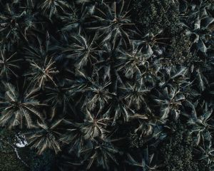 Preview wallpaper palms, trees, leaves, aerial view