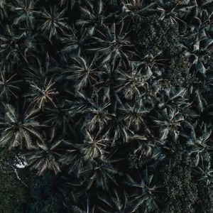 Preview wallpaper palms, trees, leaves, aerial view